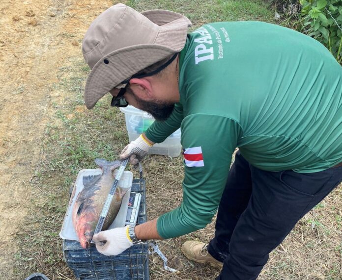 Pesca do Tambaqui é Autorizada no Amazonas a Partir de 1º de Abril
