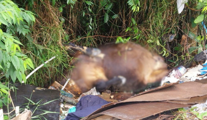 Cavalos são descobertos sem vida em mata na Zona Leste de Manaus