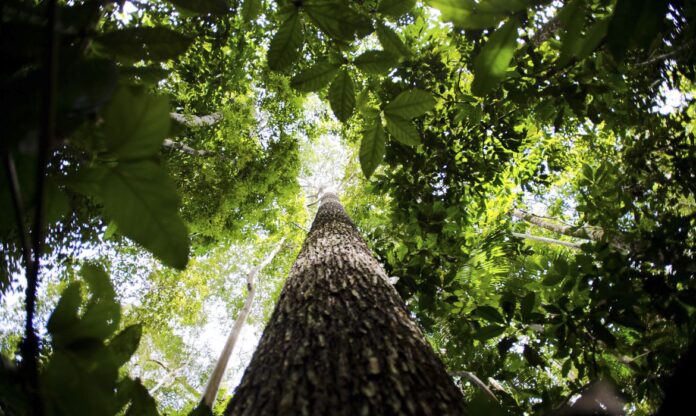 Compensação Financeira à Amazônia: Iniciativa de Senador para Proteger a Floresta