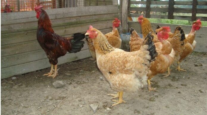 Notícias do Amazonas Adaf Implementa Proibições de Eventos com Aves e Restrições no Amazonas para Combater Influenza Aviária