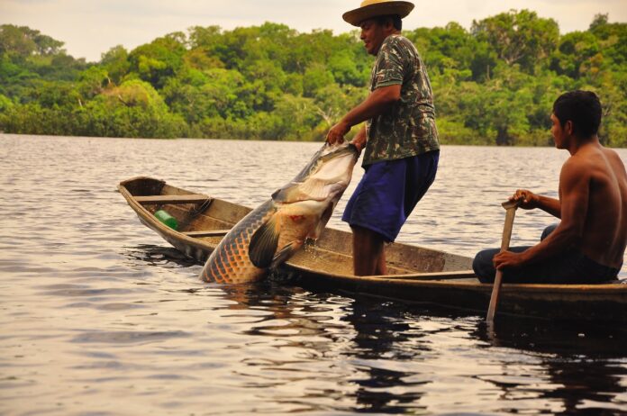 Notícias do Amazonas Culinária Amazônica e a Conservação Hídrica: Um Ciclo Sustentável de Vida