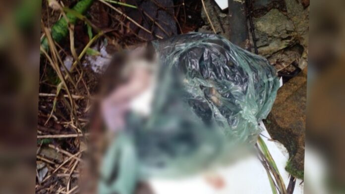 Notícias do Amazonas Descoberta Trágica em Manaus: Recém-nascida Encontrada Sem Vida em Saco Plástico