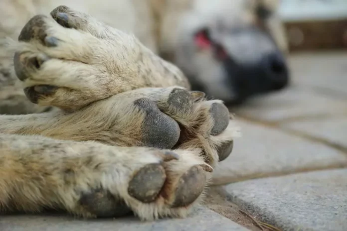 Notícias do Amazonas Homem é detido por disparar contra cachorro em Carauari, Amazonas