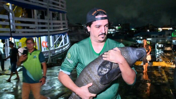 Notícias do Amazonas Inpa acolhe filhote de peixe-boi resgatado em Nova Olinda do Norte