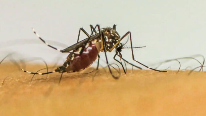 Amazonas confirma a primeira fatalidade por dengue em 2025