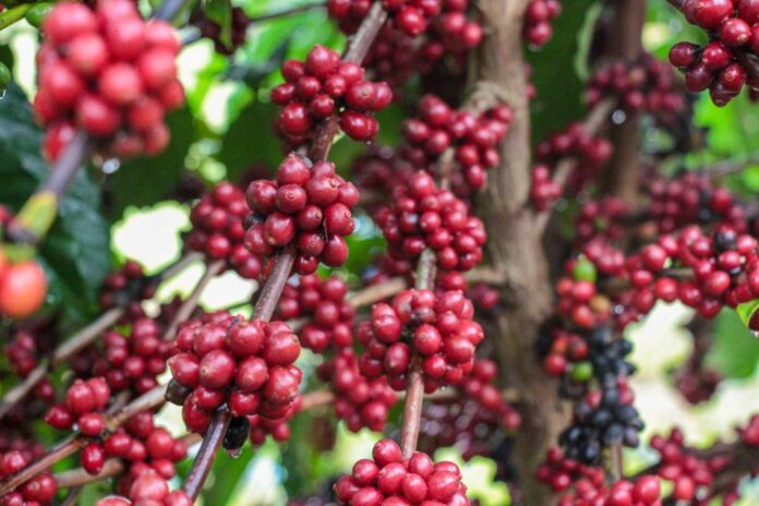 Café no Amazonas: Expectativa de Produção de 2,2 Mil Toneladas até 2025
