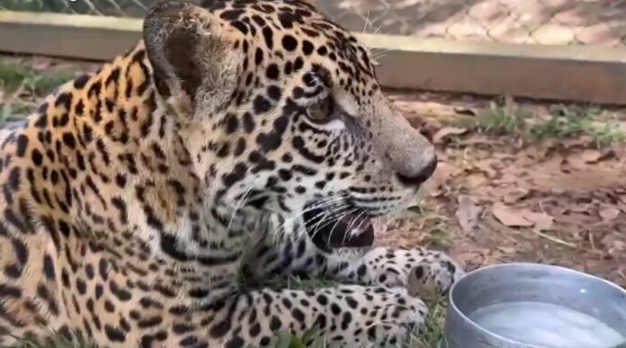 Onça Golias é transferida para centro de reabilitação após ser criada como animal de estimação no Amazonas