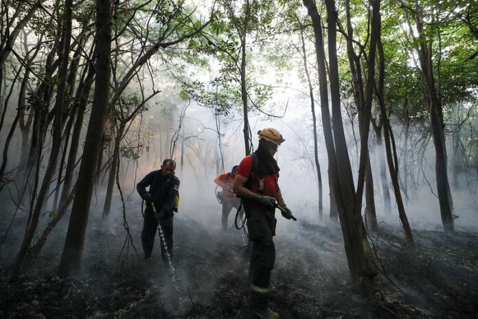 Três Municípios do Amazonas Recebem Apoio do Governo Federal no Combate ao Desmatamento