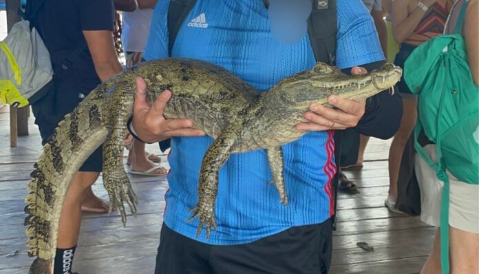 Turismo na Amazônia: Impactos Irreversíveis à Fauna Segundo Especialista em Biodiversidade