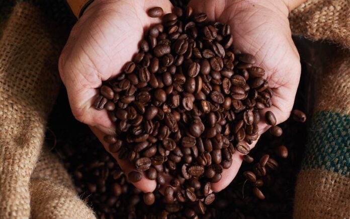 Brasil projeta colheita recorde de 55,7 milhões de sacas de café para 2025