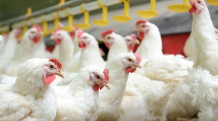 China interrompe importação de frango brasileiro devido a surto de gripe aviária