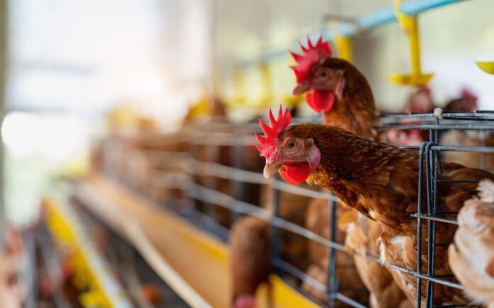 Argentina, União Europeia e China suspendem importações de frango brasileiro após caso de gripe aviária