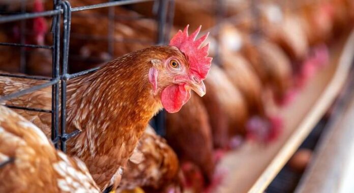Ministro assegura que impacto da gripe aviária nos preços da carne de frango será mínimo