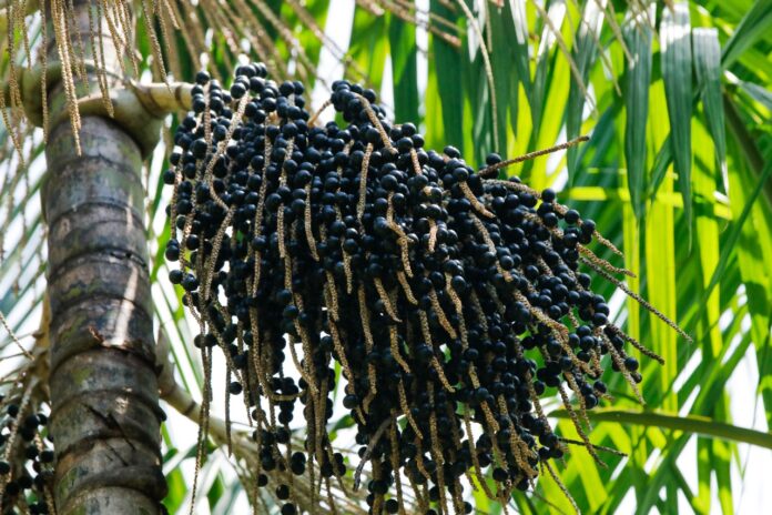 Produção de açaí no Amazonas registra um impressionante aumento de 150% entre 2018 e 2024