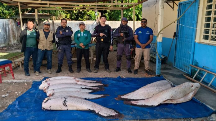 Homem detido em Amaturá por capturar ilegalmente 365 kg de pirarucu na Reserva Municipal de Caturiá