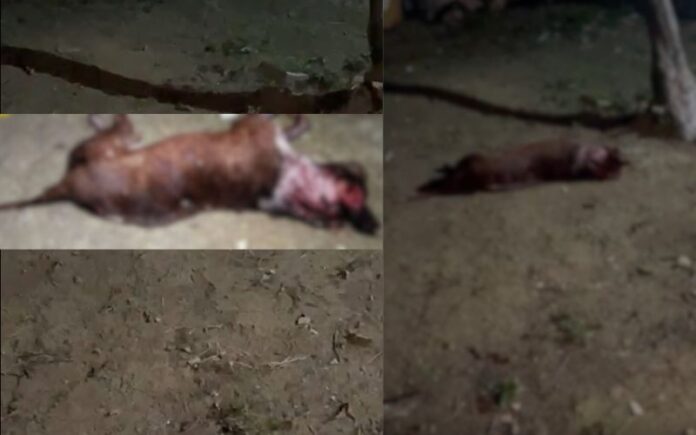 Pitbull é fatalmente atacado com terçado por vizinho ao se envolver em briga com outro cão em Manaus