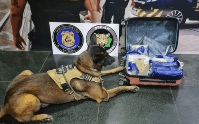 Mulher é detida no Aeroporto de Manaus com 9 quilos de skunk em bagagem despachada