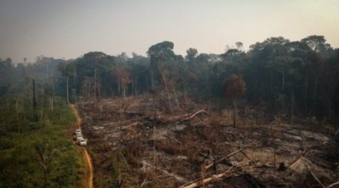 Homem é multado em R$ 2 milhões por desmatamento de área equivalente a mais de 250 campos de futebol no Amazonas