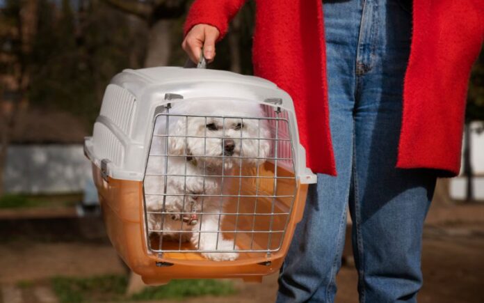 Projeto de lei propõe transporte de pets em ônibus de Manaus