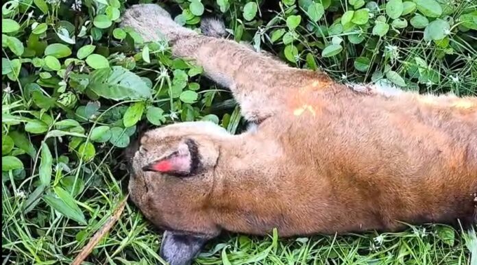Onça-parda morre atropelada enquanto tentava atravessar BR-174 no AM