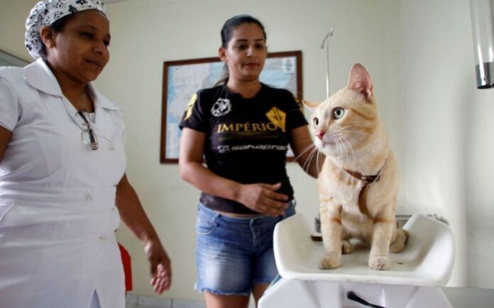 Aberto calendário para castrar cães e gatos em Manaus