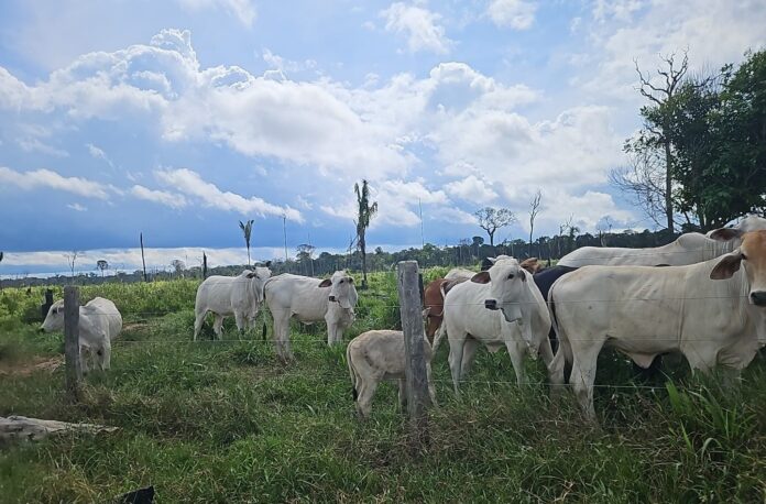 Ipaam flagra criação de gado ilegal na Floresta de Tapauá