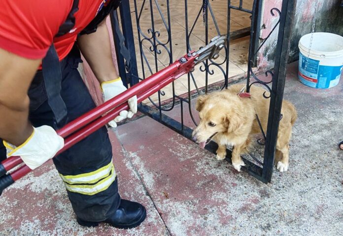 Cachorro fica preso em grade ao fugir de fogos de artifício em Manacapuru