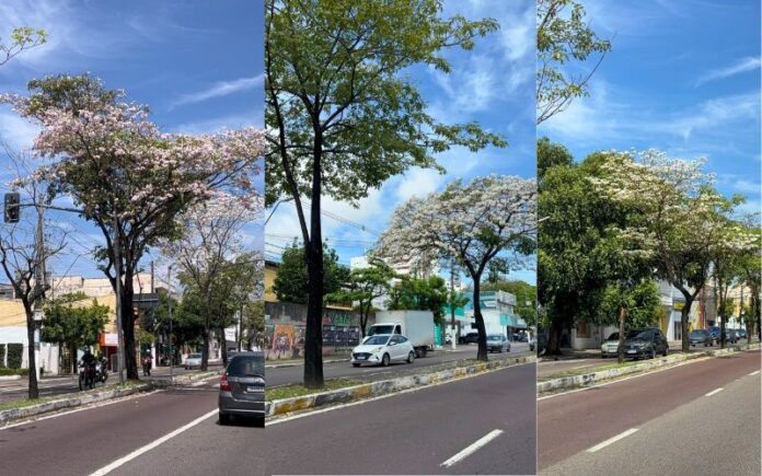 Floração dos ipês colore a Djalma Batista no auge do verão amazônico