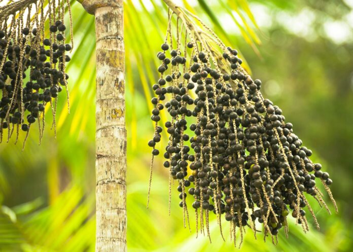 Edital destinará R$ 4 milhões a iniciativas voltadas à bioeconomia