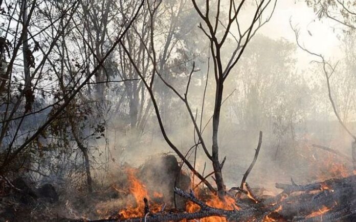 Amazonas reduz focos de calor em quase 67% no primeiro semestre de 2025