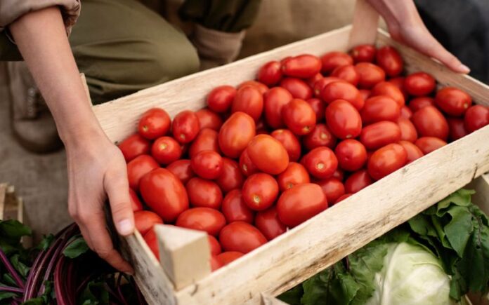 Safra de tomate no AM tem alta, aponta IBGE