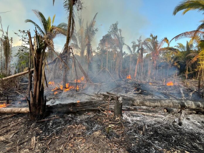 Dupla é presa por provocar incêndio em área desmatada no AM