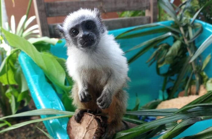 Sauim-de-coleira, símbolo de Manaus, está entre os mais ameaçados do mundo