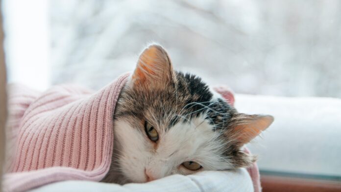 Adote um amigo no Amazonas: MPAM lança campanha com mais de 60 cães e gatos