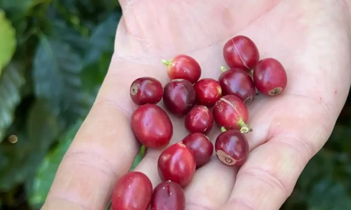 China autoriza 183 empresas brasileiras a exportar café para seu mercado