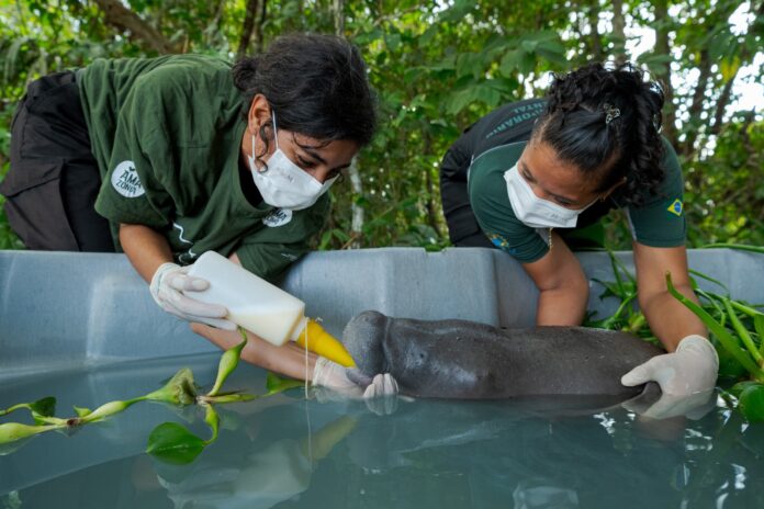 Notícias do Amazonas – Filhote de peixe-boi é salvo em Alvarães após abandono