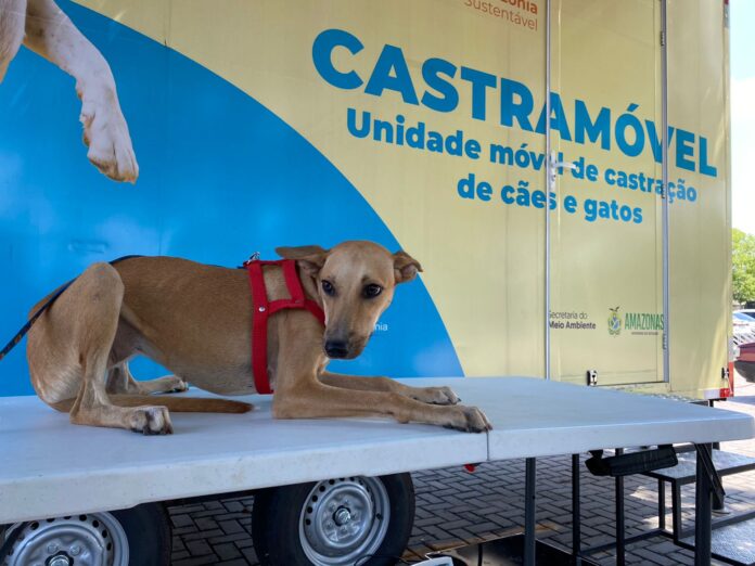Notícias do Amazonas – Castramóvel oferece castração gratuita em Ponta Negra