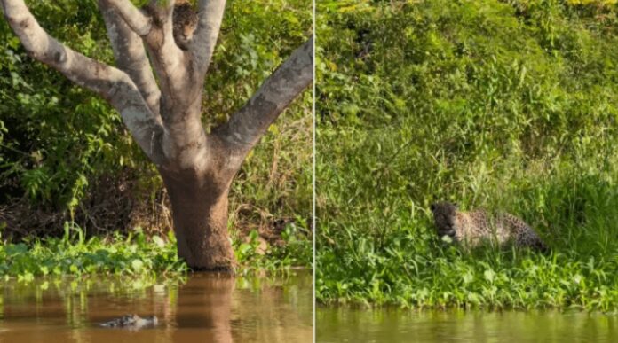 Onça-pintada surpreende jacaré em ataque audacioso no Pantanal