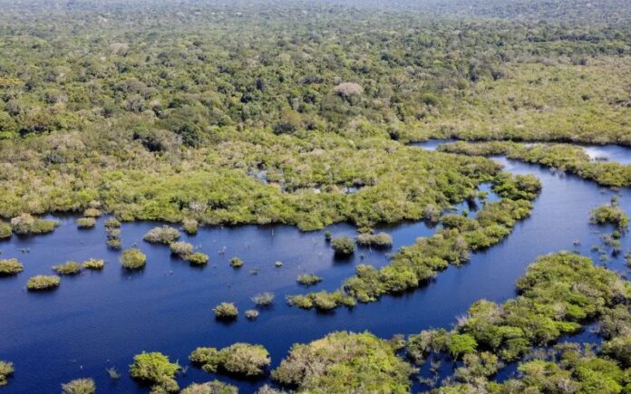 Desmatamento na Amazônia recua 16,8% em 2024, mas ainda é alarmante