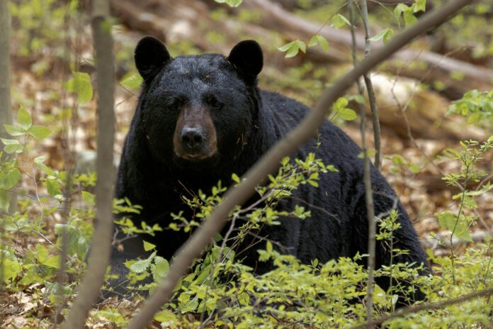 Urso-preto causa morte de idoso e cachorro em ataque histórico na Flórida