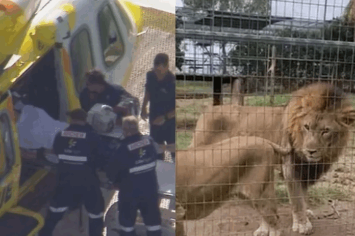 Leão ataca mulher em zoológico australiano e causa ferimentos graves
