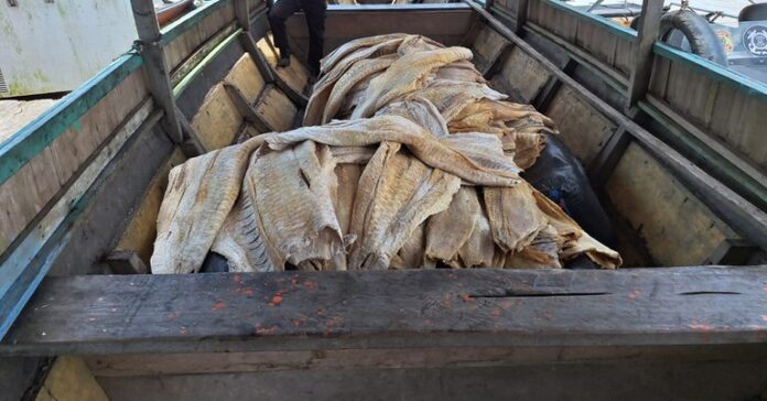 Notícias do Amazonas – PF intercepta 2,1 toneladas de pirarucu ilegal no Rio Solimões