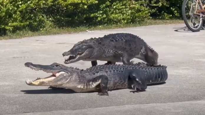 Conflito entre crocodilo e jacaré em calçada do Parque Everglades