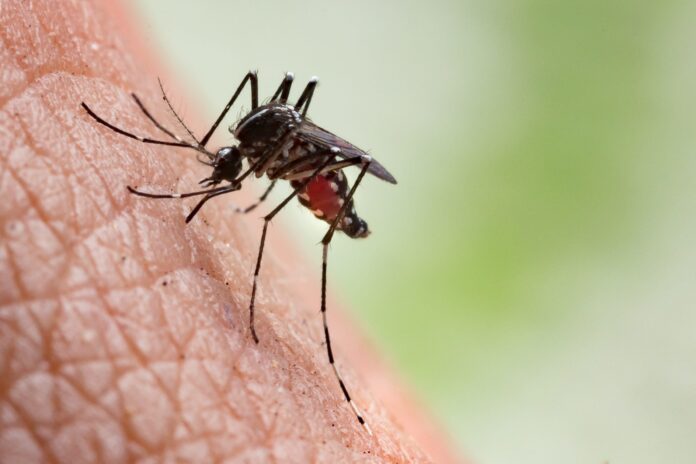 SC registra segunda fatalidade relacionada à chikungunya em Xanxerê