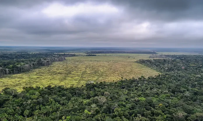 Notícias do Amazonas – Irlanda se une ao Fundo Amazônia com doação de 15 milhões de euros
