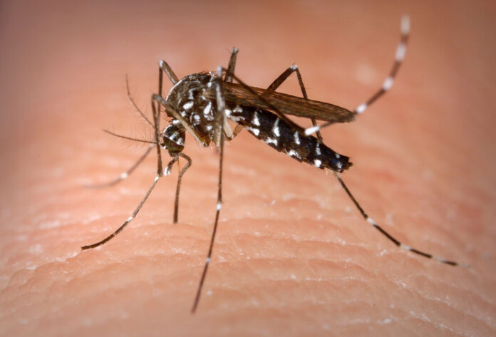 Notícias do Amazonas – Brasil registra 502 mil casos de dengue, queda de 69%