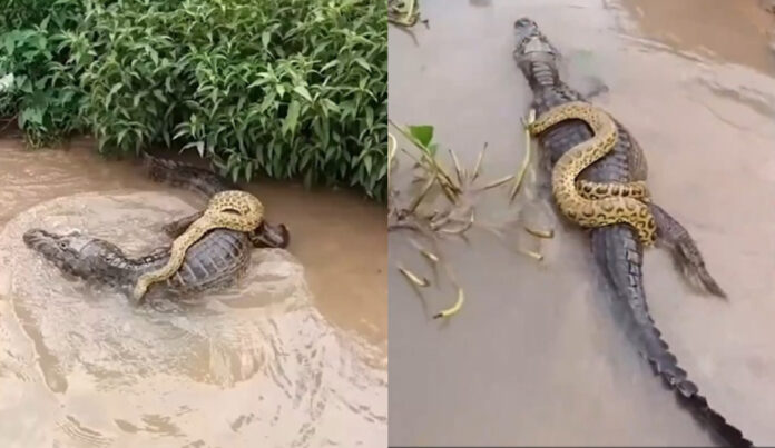 Notícias do Amazonas – Sucuri surpreende ao “caronear” jacaré no Pantanal