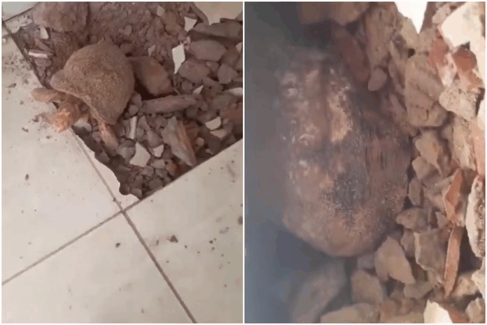 Jabuti Vitorioso é encontrado após 10 anos sob o piso de casa em Itacajá