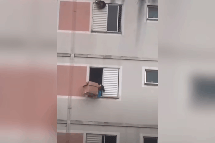Guarulhos: Mulher usa caixa de papelão para resgatar cachorro em perigo