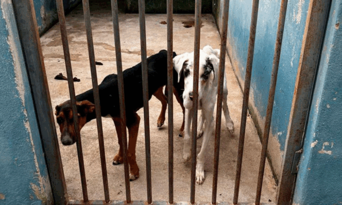 Veterinário e vigilante ambiental detidos por maus-tratos a cães em canil
